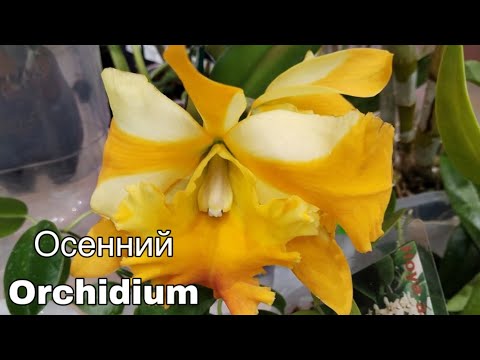 Видео: Осенний Orchidium 2024 || Москва АмберПлаза ул. Краснопролетарская, 36Новослободская II Второй день