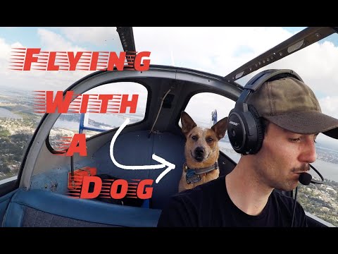Видео: Полет с собакой по пересеченной местности в эркупе