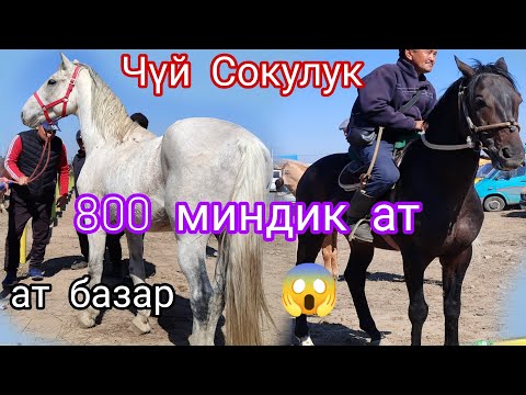 Видео: 29.Сентябрь Эң чоң базар ачылды Жылкы базар Сокулукта 8. гектарга😱