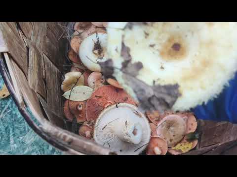 Видео: Снова в лесу с детьми .