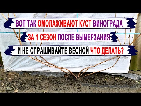 Видео: 🍇 Если ВЫМЕРЗ ВИНОГРАД. 100% СПОСОБ ОМОЛОЖЕНИЯ КУСТА винограда за 1 год без потери времени и УРОЖАЯ.