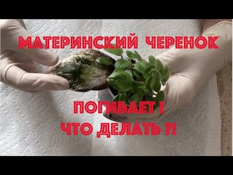 Видео: ФИАЛКИ. Материнский черенок погибает! Что делать?! Никаких секретов!
