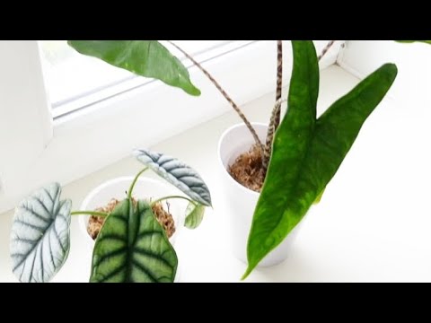 Видео: Обзор одного подоконника. Как дела у АЛОКАЗИЙ ВО МХЕ