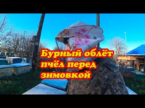 Видео: БУРНЫЙ ОБЛЁТ ПАСЕКИ ПЕРЕД ЗИМОВКОЙ, О ПЧЁЛАХ ВОРОВКАХ