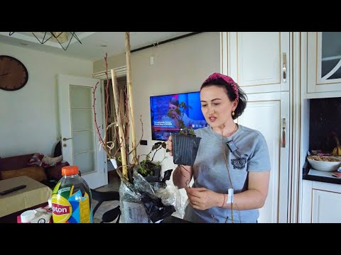 Видео: Привезли саженцы малины, липы и черной калины. Убираю кухню