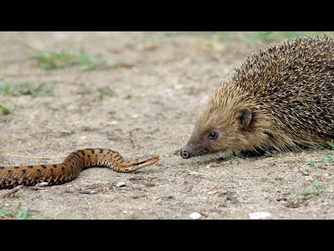 Видео: Его боятся даже гадюки!  Обыкновенный еж – ловкий колючий разбойник!