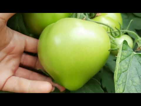 Видео: Обзор : Мимино, Махитос,  Эрон.