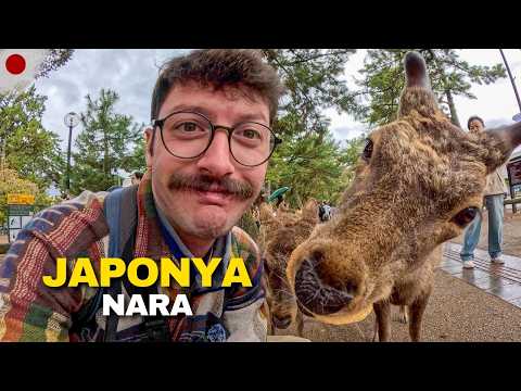 Видео: Незабываемый день со священными оленями Японии: Нара 🇯🇵