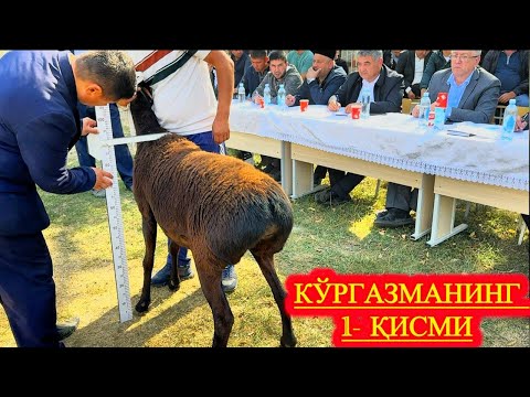 Видео: САМАРҚАНДДА ХИСОРИ ҚЎЙЛАР КЎРГАЗМАСИ #асрордонаев 1-ҚИСМ