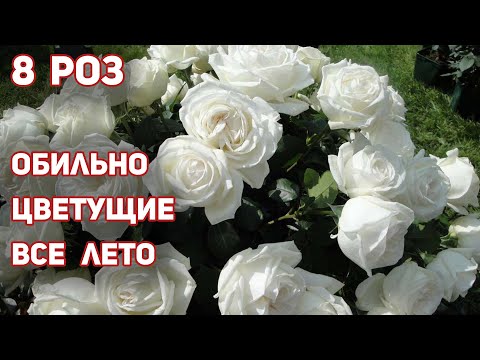 Видео: ТОП 8 - Белые розы и не только! ООчень крупные цветы, стойкость и здоровье отменное!