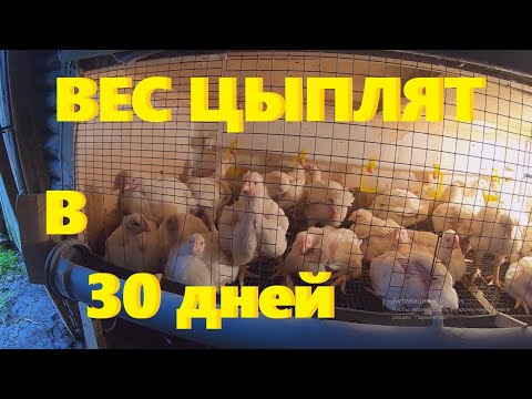 Видео: ВЕС ЦЫПЛЯТ БРОЙЛЕРОВ в 30 дней.