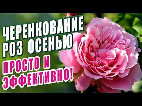 Видео: ЧЕРЕНКОВАНИЕ РОЗ ОСЕНЬЮ. ПРОСТОЙ И ЭФФЕКТИВЫЙ СПОСОБ РАЗМНОЖЕНИЯ РОЗ!