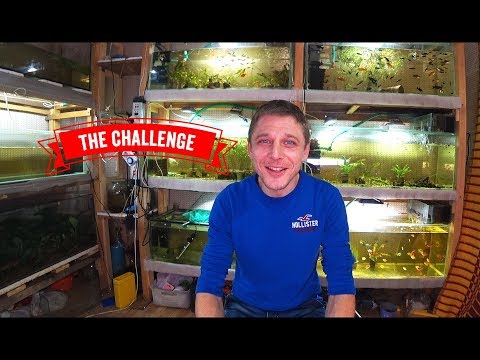 Видео: АКВАЧЕЛЛЕНДЖ - З | ЗОЛОТЫЕ ПРАВИЛА АКВАРИУМИСТА!!!