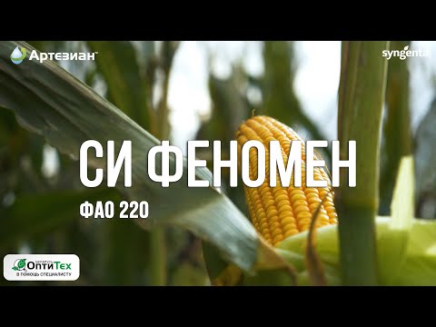 Видео: Гибрид кукурузы из семейства АРТЕЗИАН™ СИ ФЕНОМЕН. ФАО 220