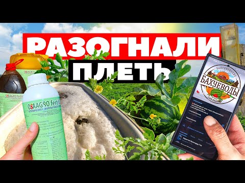 Видео: Разогнали плеть 🍉💦☀️ 9 07 23