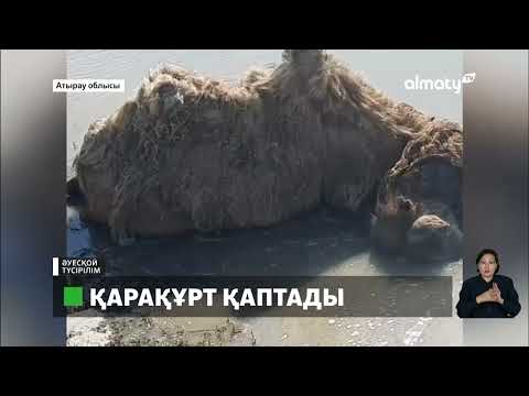 Видео: Атырау облысы Индер ауданында қарақұрт қаптап барады