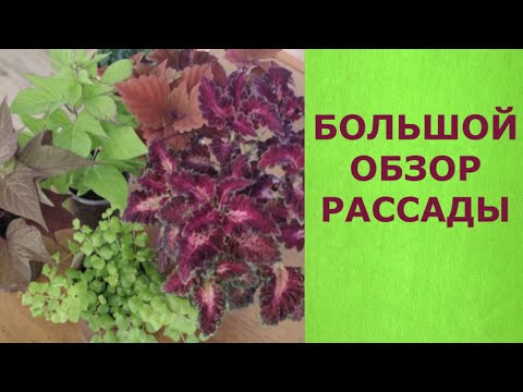 Видео: БОЛЬШОЙ ОБЗОР РАССАДЫ