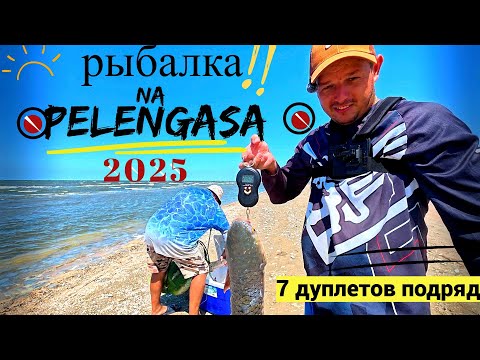 Видео: Дикая рыбалка на пеленгаса! 7 дуплетов подряд!! 2025