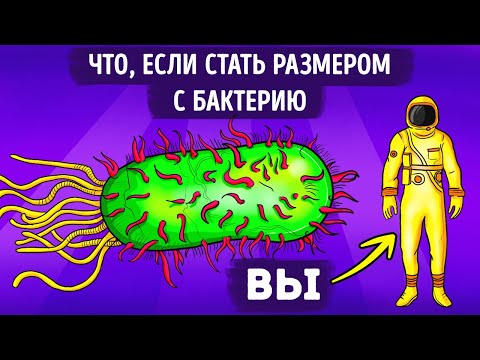 Видео: Что, если бы вы внезапно уменьшились до размера бактерии