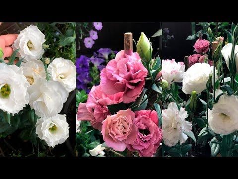 Видео: ПРАВИЛЬНЫЙ ПОСЕВ ЭУСТОМЫ!ЛУЧШИЕ СПОСОБЫ!