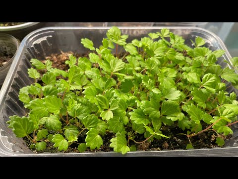 Видео: Обзор моей рассады цветов и овощей.