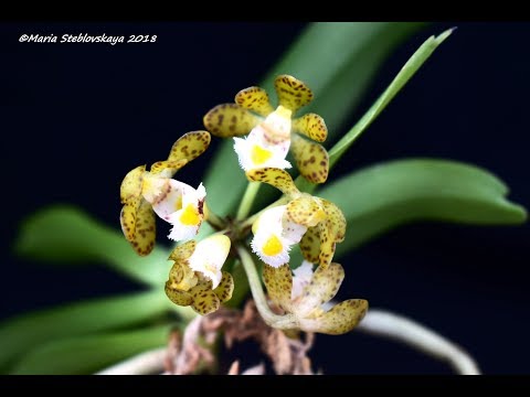Видео: GASTROCHILUS SUAVIS  -  описание и основы ухода