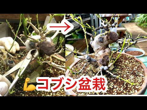 Видео: [Проволочные крючки для опытных пользователей] Проволочные крючки различной толщины! !! Вы