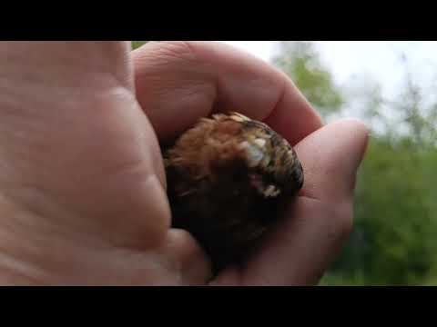Видео: Ловля Овсянки ремез.