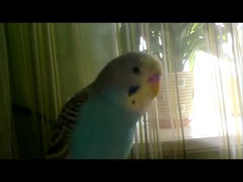 Видео: Говорящий попугай Петруша.