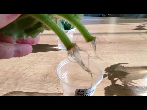 Видео: Укоренение фиалок в воде