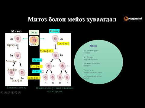 Видео: Биологи №39  Амьд биеийн үржил, хөгжил III