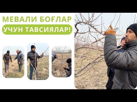 Видео: МЕВАЛИ ДАРАХТЛАР БЎЙИЧА МУҲИМ ТАВСИЯЛАР!
