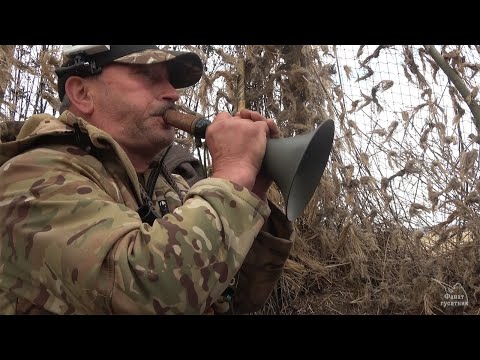 Видео: Охота на гуся. Вельск, весна 2019