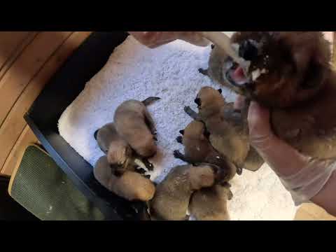 Видео: Как выкормить 10 щенков КАРЕЛО-ФИНСКОЙ ЛАЙКИ - 14-ЫЙ ДЕНЬ! :: How to FEED the cubs of FINNISH SPITZ?