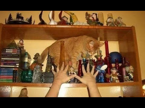 Видео: 😺 Стой! Не шевелись! 🐶 Смешное видео с собаками, кошками и котятами! 🐱