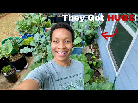 Видео: Осенний тур по саду… Вы должны увидеть эти листья динозавров! 🥬