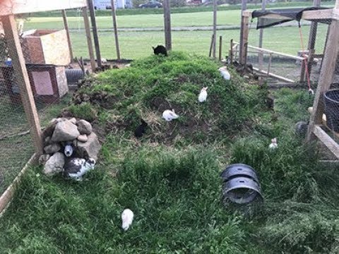 Видео: Шведский стол с травой «сколько сможешь съесть» (колония мясных кроликов — этап 3 — обновление 8)