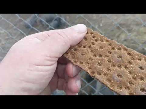 Видео: Голод на ферме или я зажрался?