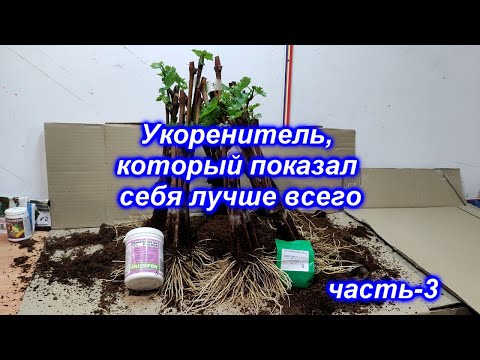 Видео: Укоренитель который показал себя лучше всего