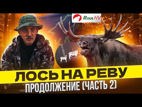 Видео: Охота на лося на вабу, на реву, гону! Продолжение. Часть 2 СЕКРЕТЫ охоты от Игоря Кроля.