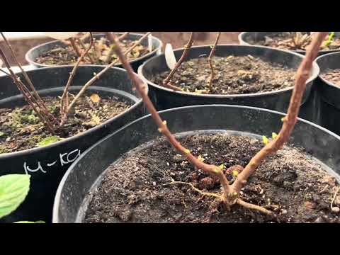 Видео: Не черенкую. Обзор теплицы. 05.03