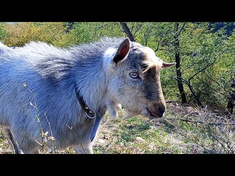 Видео: Любовният сезон при козите❤️🐐