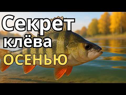 Видео: Почему окунь не клюёт? Виновато давление! Вот что делать…