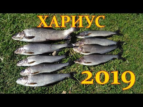 Видео: Хариус на спиннинг в Ленинградской области. 2019