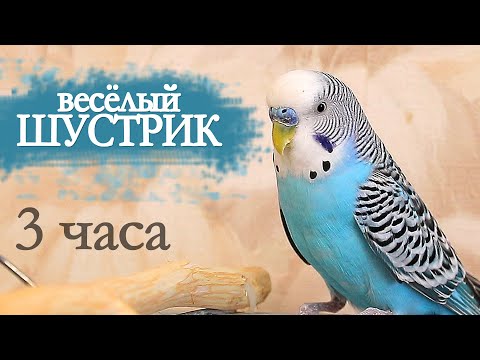 Видео: Волнистый попугай чирикает 3 часа