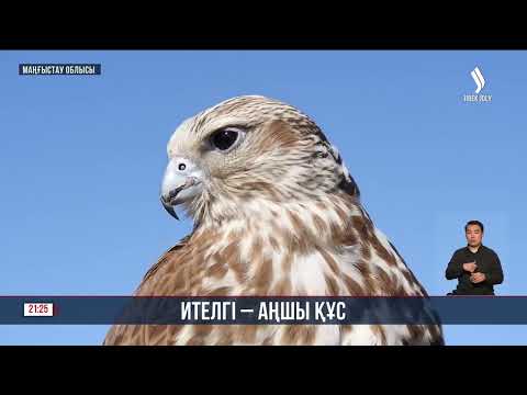 Видео: Ителгі — аңшы құс