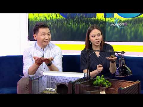 Видео: Өнөө өглөө - Яст мэлхий хэрхэн тэжээх талаарх зөвлөгөө