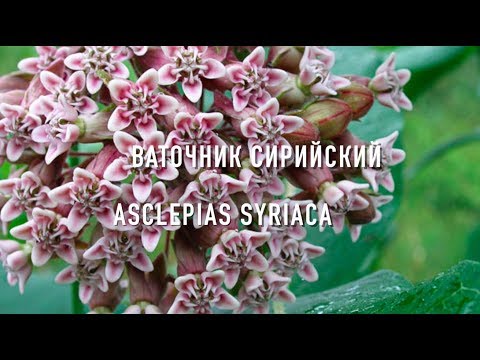 Видео: ВАТОЧНИК СИРИЙСКИЙ( Лучшии медоносные растения) | ПчелоСад