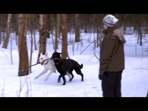 Видео: ДТ-8. Как правильно гулять с собакой.