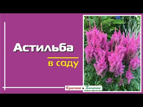 Видео: Астильба в саду. Как растет и с чем сочетается